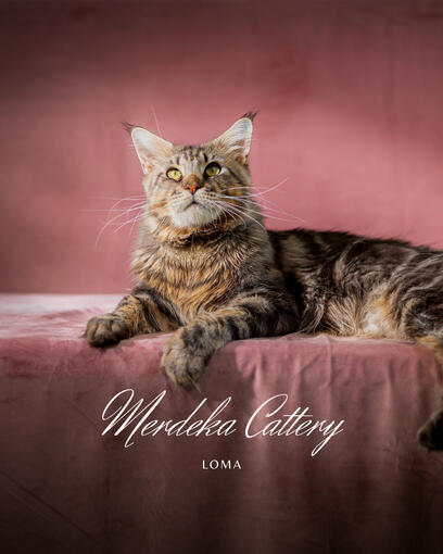 Loma is our first male in the house. With brown classic tabby make him more attractive under the sunlight